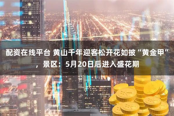 配资在线平台 黄山千年迎客松开花如披“黄金甲”，景区：5月20日后进入盛花期
